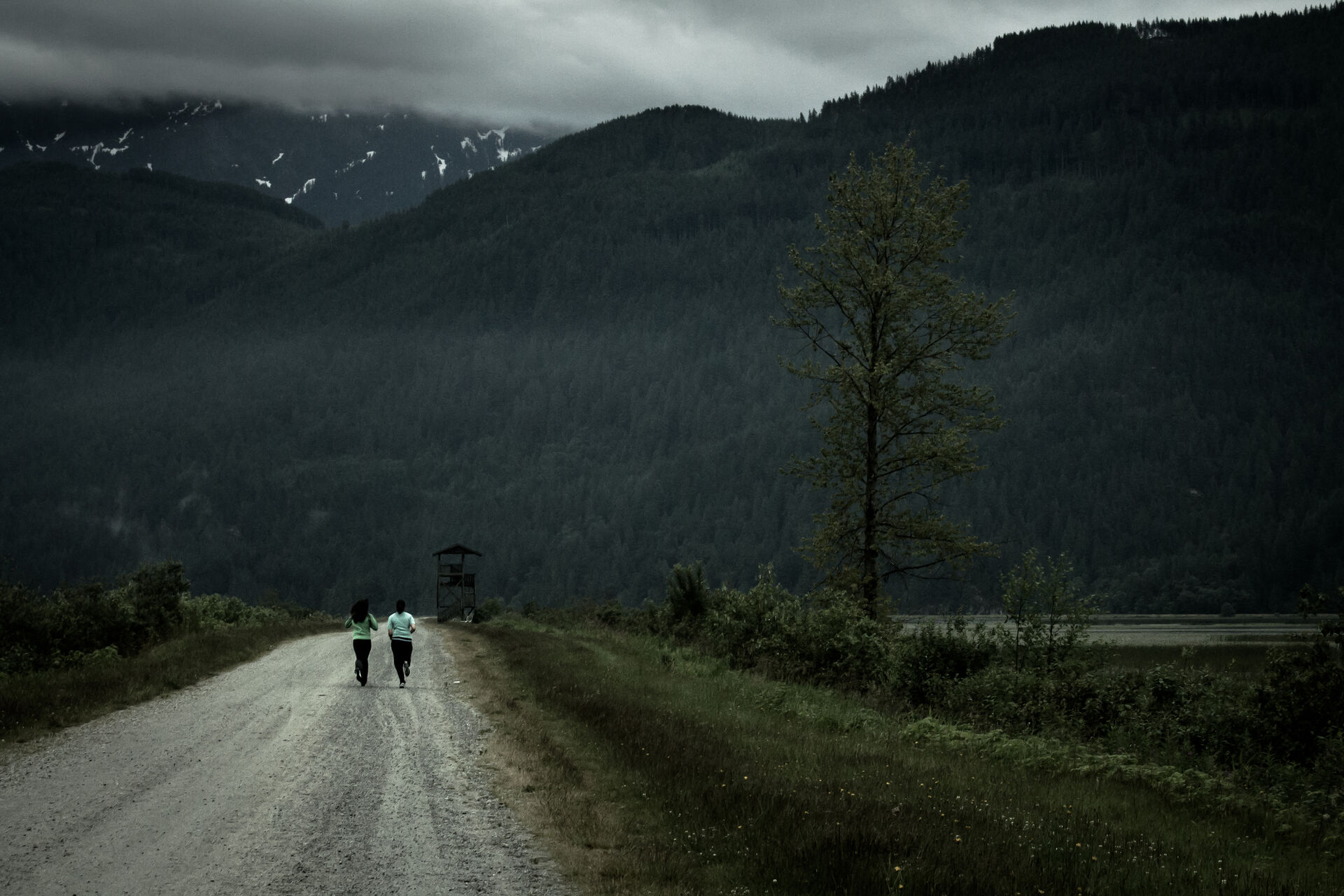 All Roads Lead Nowhere | Swan Dive Trail, Pitt Lake, BC